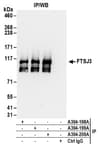 Detection of human FTSJ3 by western blot of immunoprecipitates.
