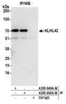 Detection of human KLHL42 by western blot of immunoprecipitates.