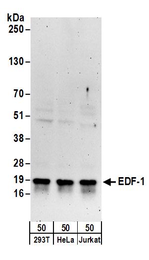 Detection of human EDF-1 by western blot.