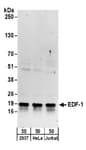 Detection of human EDF-1 by western blot.