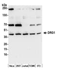 Detection of human and mouse DRG1 by western blot.