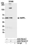 Detection of human NARFL by western blot of immunoprecipitates.
