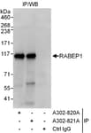 Detection of human RABEP1 by western blot of immunoprecipitates.