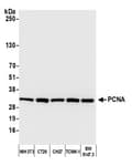 Detection of mouse PCNA by western blot.