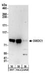 Detection of human DIXDC1 by western blot.
