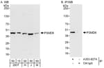 Detection of human and mouse PSMD6 by western blot (h and m) and immunoprecipitation (h).