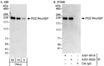 Detection of human PDZ-RhoGEF by western blot and immunoprecipitation.