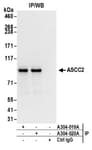 Detection of human ASCC2 by western blot of immunoprecipitates.