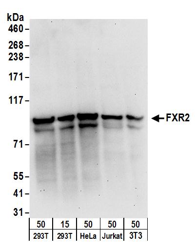 Detection of human and mouse FXR2 by western blot.