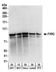 Detection of human and mouse FXR2 by western blot.
