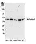 Detection of human and mouse Arfaptin-1 by western blot.