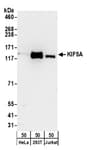 Detection of human KIF5A by western blot.