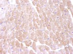 Detection of mouse AMPK alpha 1 by immunohistochemistry.