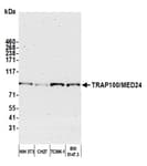 Detection of mouse TRAP100/MED24 by western blot.