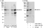 Detection of human and mouse NFAT3 by western blot (h&amp;m) and immunoprecipitation (h).