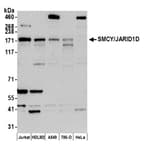 Detection of human SMCY/JARID1D by western blot.