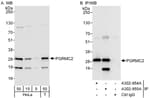 Detection of human PGRMC2 by western blot and immunoprecipitation.