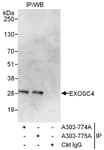 Detection of human EXOSC4 by western blot of immunoprecipitates.