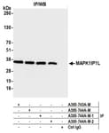 Detection of human MAPK1IP1L by western blot of immunoprecipitates.