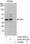 Detection of human AP4 by western blot of immunoprecipitates.