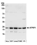 Detection of human and mouse ATP5F1 by western blot.