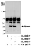 Detection of Alpha 4 by immunoprecipitation.