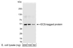 Detection of ECS (DYKDDDDK)-tagged protein by western blot.