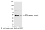 Detection of ECS (DYKDDDDK)-tagged protein by western blot.