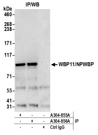 Detection of human WBP11/NPWBP by western blot of immunoprecipitates.