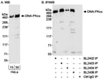 Detection of human DNA-PKcs by western blot and immunoprecipitation.