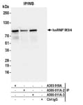 Detection of human hnRNP M3/4 by western blot of immunoprecipitates.
