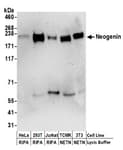 Detection of human and mouse Neogenin by western blot.