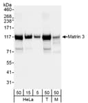 Detection of human and mouse Matrin 3 by western blot.