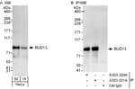 Detection of human BUD13 by western blot and immunoprecipitation.