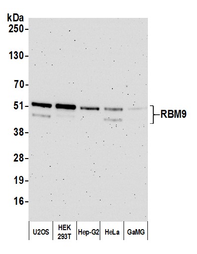 Detection of human FOX2/RBM9 by western blot of immunoprecipitates.