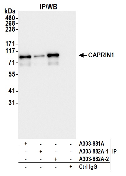 Detection of human CAPRIN1 by western blot of immunoprecipitates.