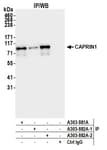 Detection of human CAPRIN1 by western blot of immunoprecipitates.
