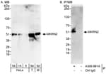 Detection of human and mouse MKRN2 by western blot (h&amp;m) and immunoprecipitation (h).
