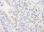 Detection of mouse KPNA4 by immunohistochemistry.