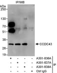 Detection of human CCDC43 by western blot of immunoprecipitates.
