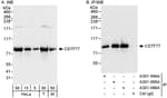 Detection of human and mouse CSTF77 by western blot (h&amp;m) and immunoprecipitation (h).