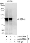 Detection of human REPS1 by western blot of immunoprecipitates.