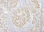 Detection of mouse CPSF160 by immunohistochemistry.