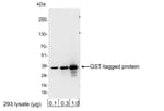 Detection of GST-tagged protein by western blot.