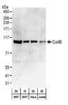 Detection of human Cul4B by western blot.