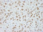 Detection of mouse DDB1 by immunohistochemistry.