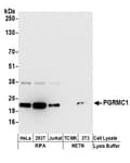 Detection of human and mouse PGRMC1 by western blot.