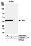 Detection of MBP tag by western blot of immunoprecipitates.