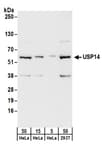 Detection of human USP14 by western blot.
