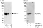 Detection of human L3MBTL2 by western blot and immunoprecipitation.